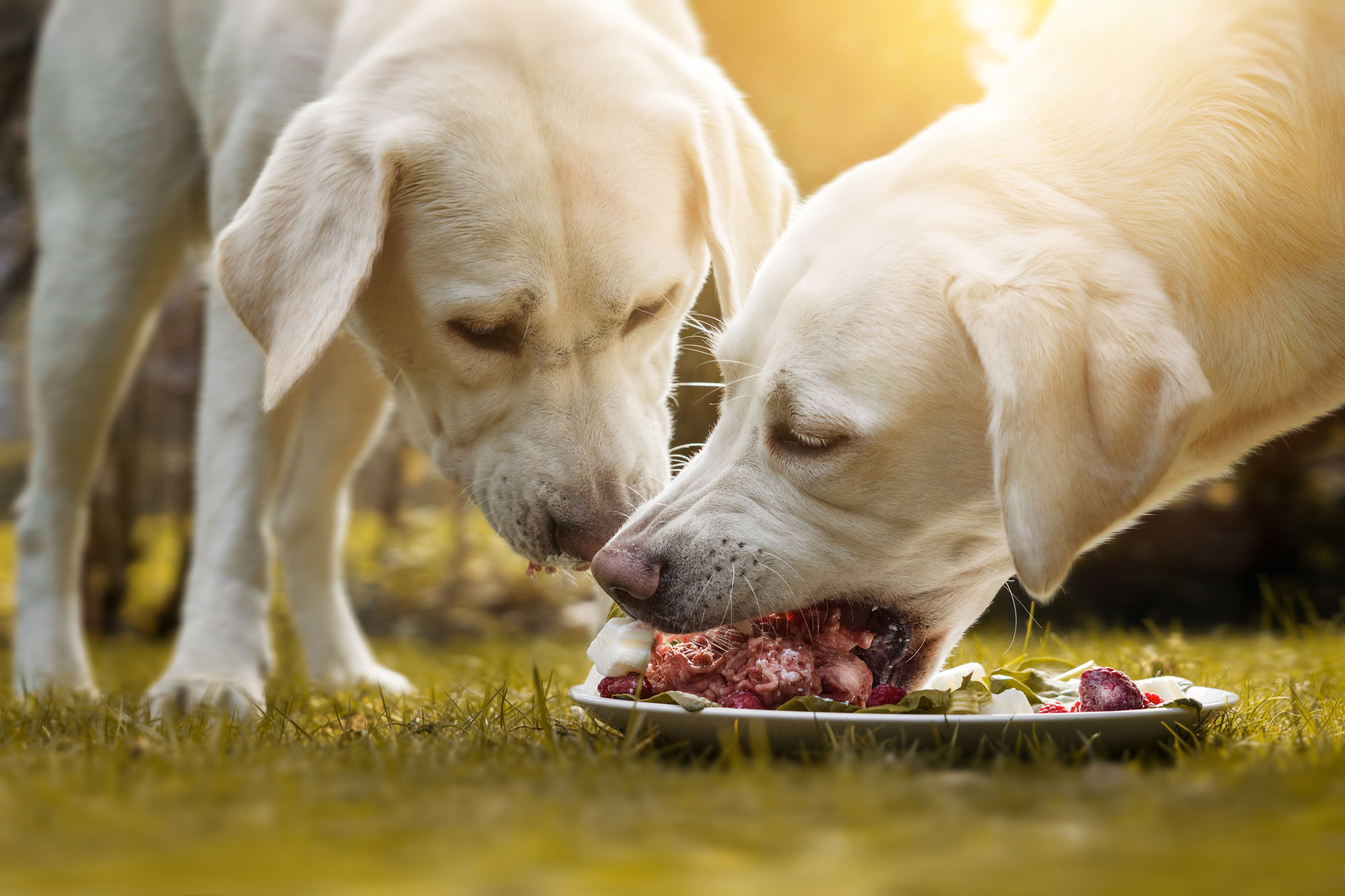 Minimizing Risk of Foodborne Pathogens in Raw Meatbased Pet Food with