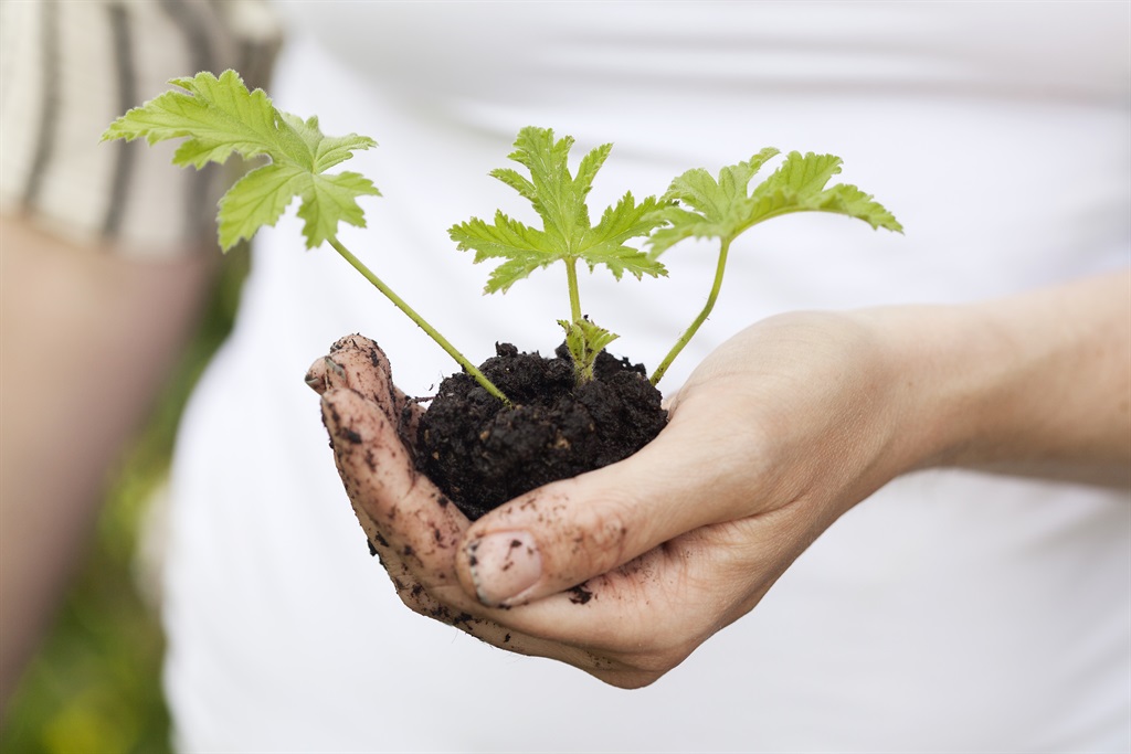 Scandinav_9801-hand med växt Hand som håller i en planta.